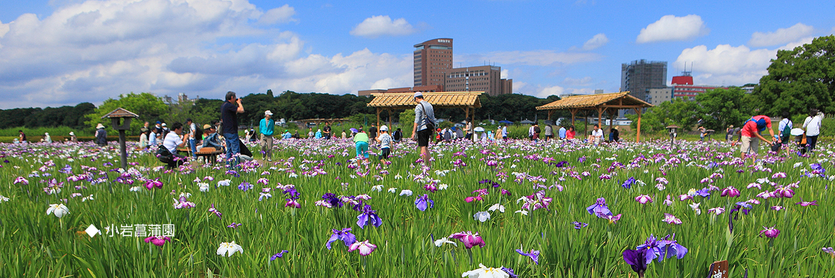 小岩菖蒲園